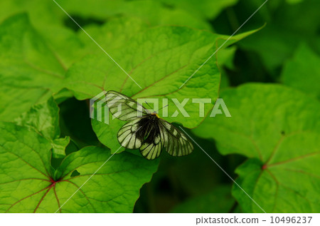 烏蘇巴族 10496237