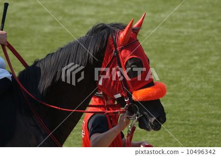 paddock 10496342