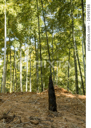  Bamboo grove 10496586