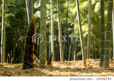  Bamboo grove 10496594