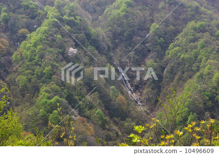 Waterfall with mountain cherry trees from Yendama 10496609