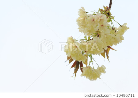 薑黃櫻花 薑黃櫻花 10496711