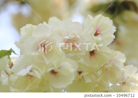 Turmeric cherry blossoms 10496712