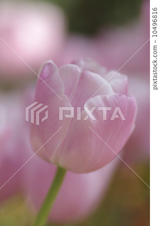 Tulip "Pink Diamond" 10496816