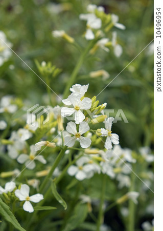 日本蘿蔔花盛開在春天里山 10496954