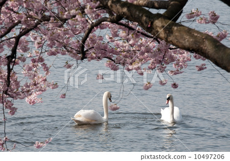 two white swans under blooming tree 10497206