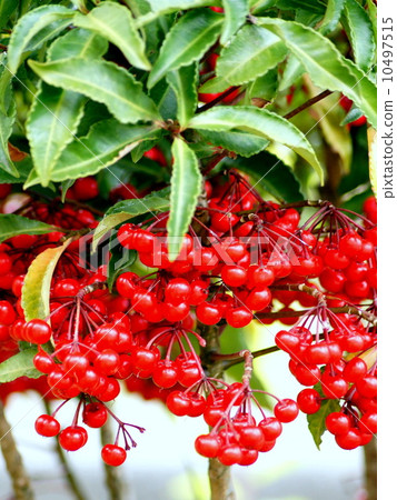 Crimson Manjou: a million 10497515
