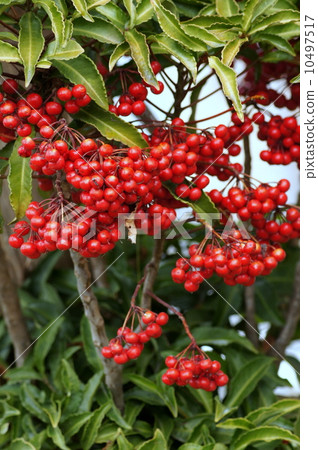 Crimson Manjou: a million 10497517