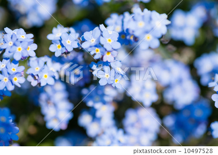 Waslenagsa 10497528