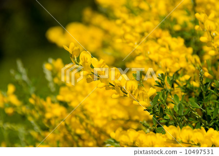 Enishida Enishida 10497531