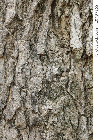 美國Deigo樹皮 10497555