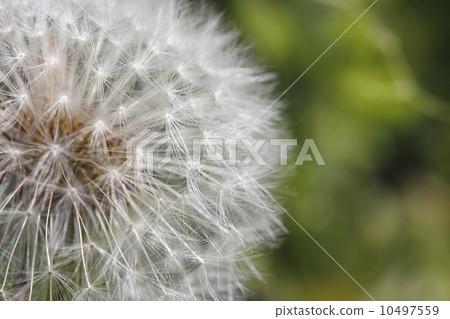 蒲公英倒了 蒲公英倒了 10497559