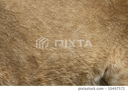Lion's coat 10497572