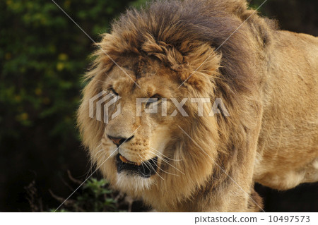 lion 10497573