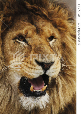 lion 10497574