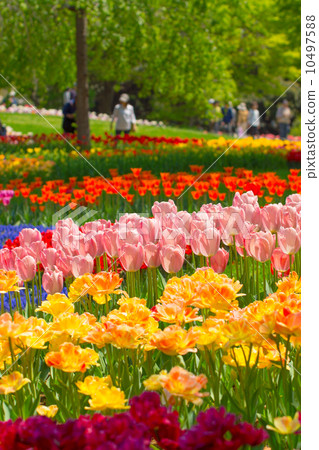 Spring in the park 10497588