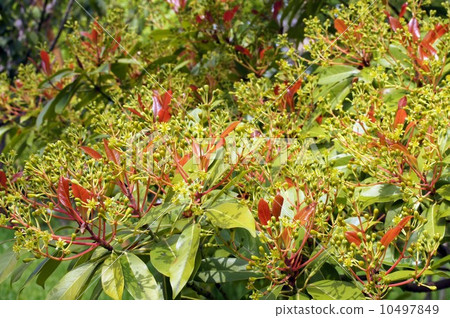 柏樹的花 柏樹的花 10497849