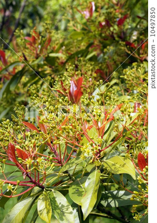 柏樹的花 10497850