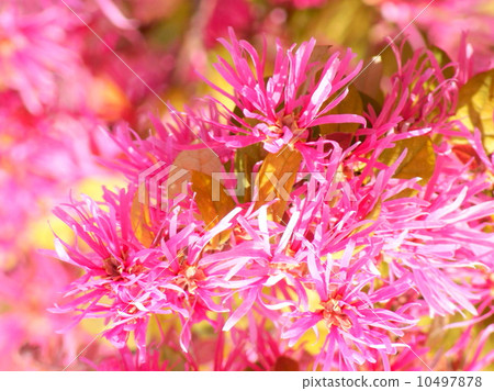 紅花Tokiwamansaku：紅花常盤之花 10497878