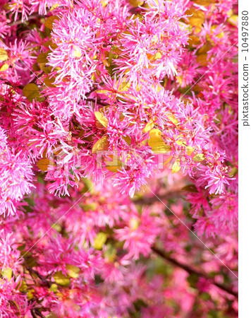 紅花Tokiwamansaku：紅花常盤之花 10497880