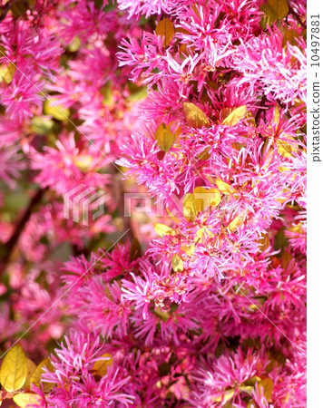 紅花Tokiwamansaku：紅花常盤之花 10497881
