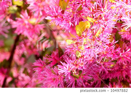 Safflower Tokiwamansaku: Flower of safflower Tokiwa 10497882