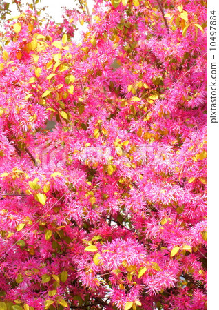 Safflower Tokiwamansaku: Flower of safflower Tokiwa Safflower Tokiwamansaku: Flower of safflower Tokiwa 10497884