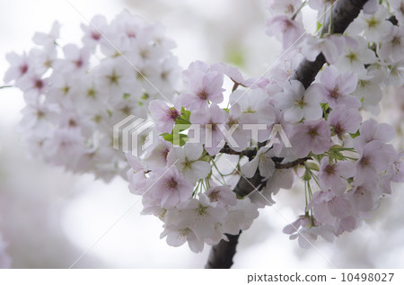 Oshimazakura 10498027
