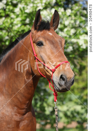 Amazing brown horse with red rope halter 10498478