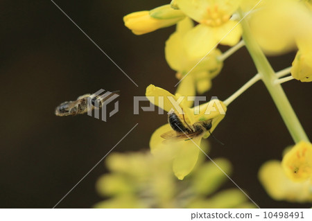 Living thing insects Because there are customers, wait for waiting in hovering Living thing insects Because there are customers, wait for waiting in hovering 10498491