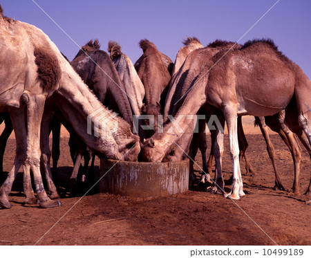 Camel drinking water Camel drinking water 10499189