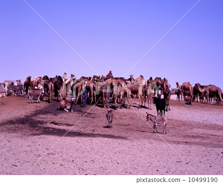 Camel drinking water Camel drinking water 10499190