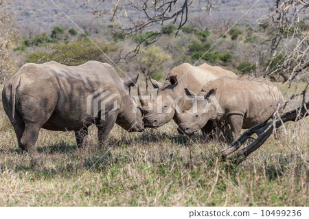 Wildlife Rhinos Calf Affections 10499236