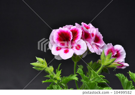 Pelargonium Pelargonium 10499582