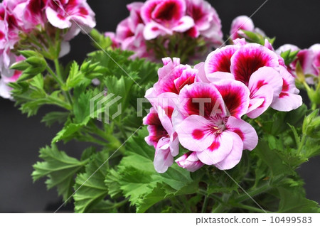 Pelargonium 10499583
