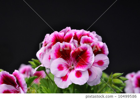Pelargonium Pelargonium 10499586
