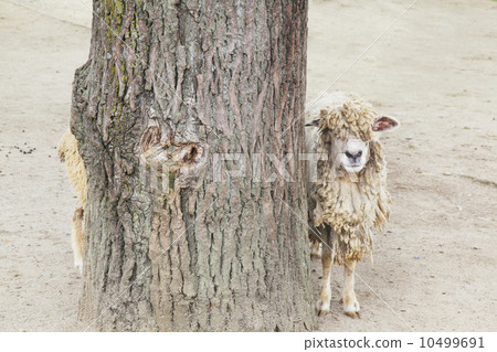 害羞的羊 10499691