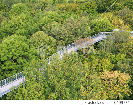 世界遺產德國古代山毛櫸森林集團海因希國家公園Baumkronenfem 世界遺產德國古代山毛櫸森林集團海因希國家公園Baumkronenfem 10499725