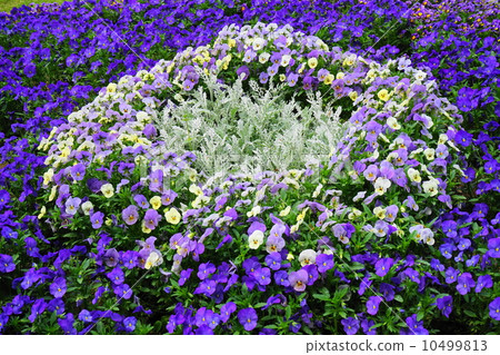 四月花中提琴·紫羅蘭系75花園 10499813