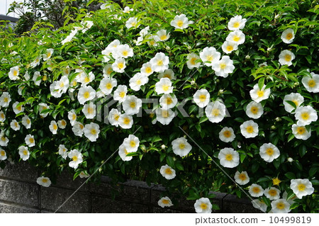 四月花納尼瓦巴拉·玫瑰家族13朵盛開 10499819