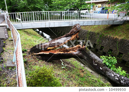 Fallen tree 10499930