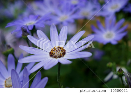 Cineria Senetty Baby Blue 10500021