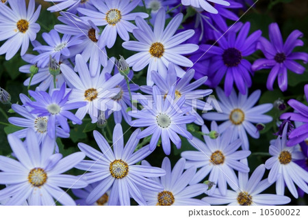 Cineria Senetty Baby Blue Cineria Senetty Baby Blue 10500022