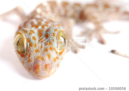 Gecko climbing isolated Gecko climbing isolated 10500056
