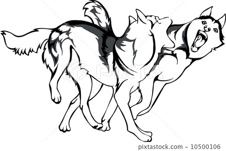 vector drawing of fighting dogs 10500106