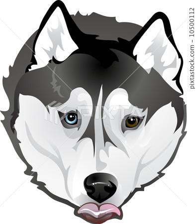 Huskies begging food Huskies begging food 10500112