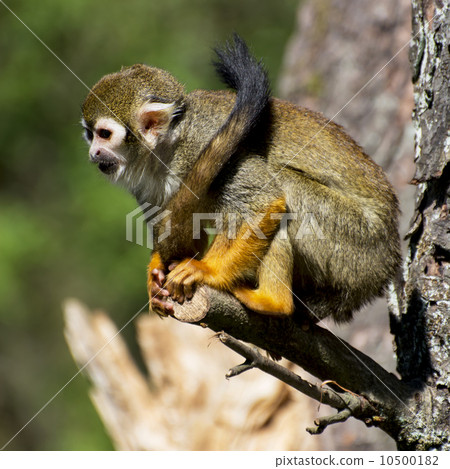 The common squirrel monkey (Saimiri sciureus) The common squirrel monkey (Saimiri sciureus) 10500182
