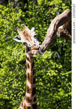 Rothschild's giraffe (Giraffa camelopardalis rothschildi) Rothschild's giraffe (Giraffa camelopardalis rothschildi) 10500187