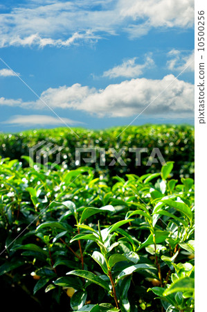Green tea farm on hill with blue sky background 10500256