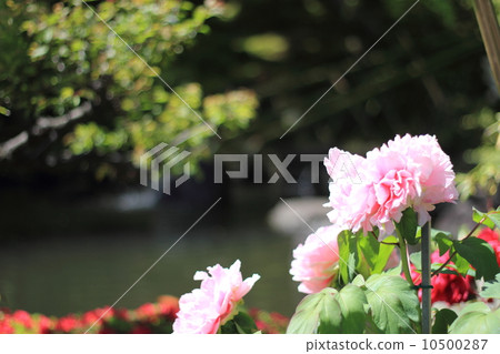 鮮花和池塘 鮮花和池塘 10500287